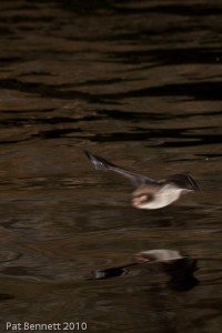 Bat hunting over water