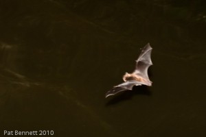 Bat hunting over water