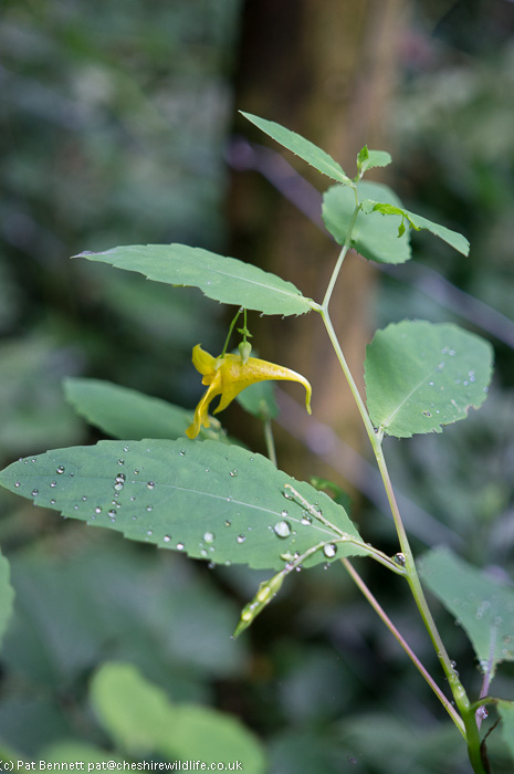 Coed Mostyn Impatiens noli-tangere (Touch-me-not Balsam)