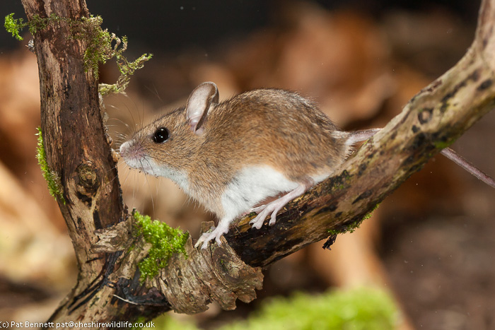 Wood mouse, apodemus sylvaticus, long-tailed field mouse