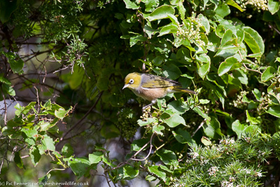 Silvereye at Onekaka