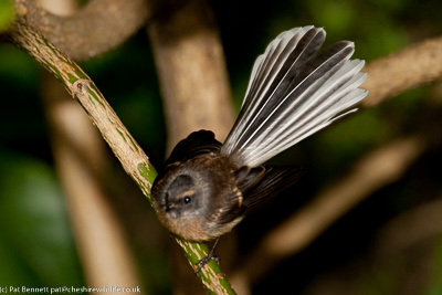 Fantail at Onekaka