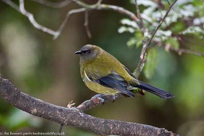 Bellbird at Orokonui