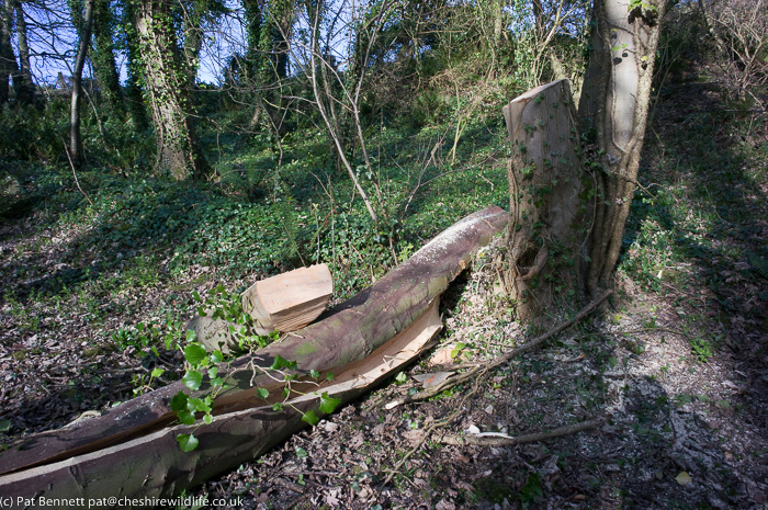 Split sycamore trunk