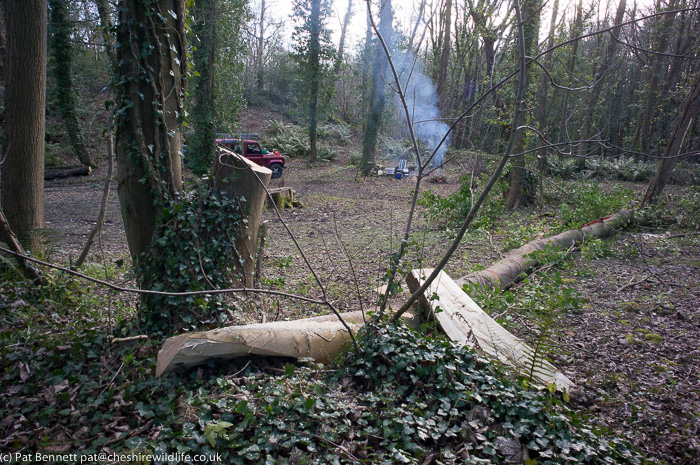 Felled sycamore trunk