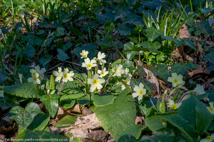 Primroses in woodland