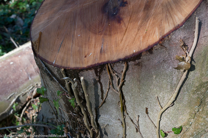 Sap bleeding from sycamore stump