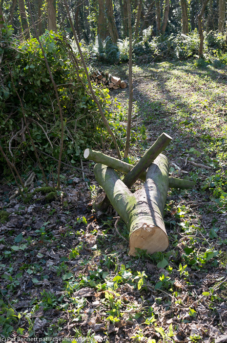 Logs from felled tree