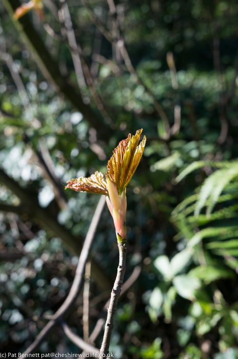 Sycamore leaf just opening