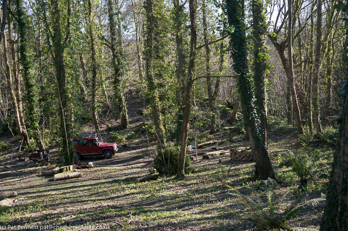 Landrover in woodland