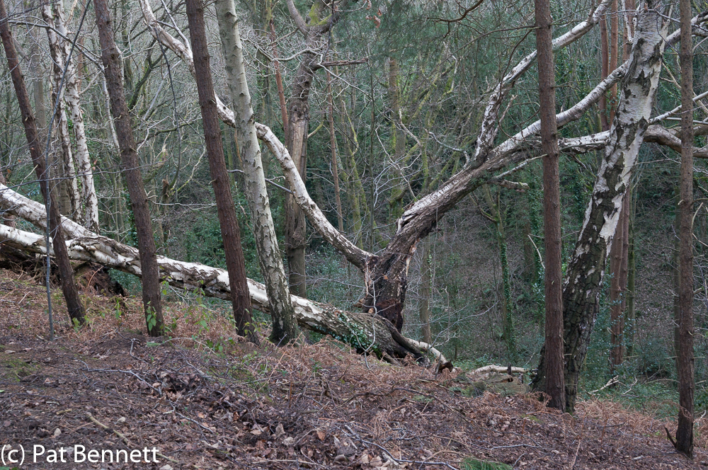 Silver birch windfall