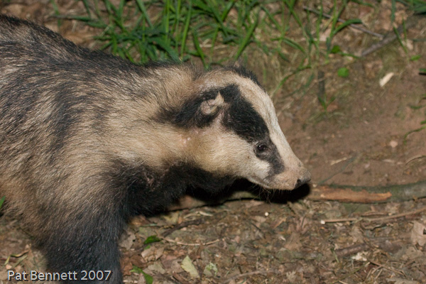 Eurasian Badger, Meles meles.